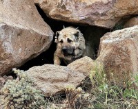 /album/fotogaleria/kangal-v-skalach-jpg/